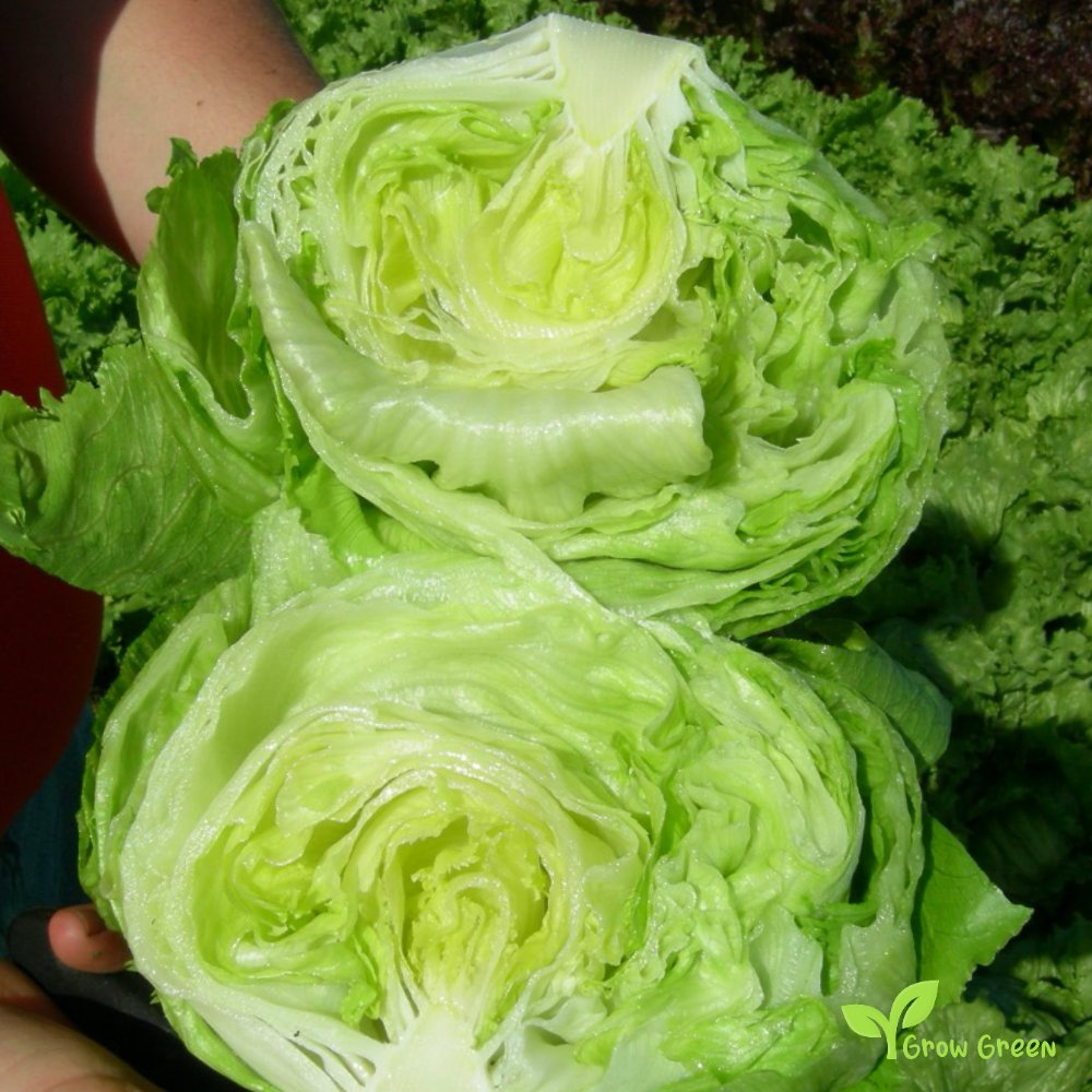 50 seeds of Lettuce Great Lakes - LACTUCA SATIVA - Salad + Gift 5 seeds Sunflower