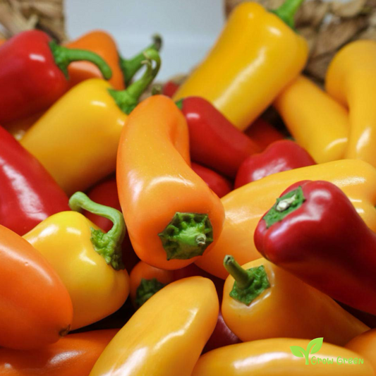 30 seeds of MIXED Mini Snack Pepper - CAPSICUM ANNUUM - Sweet + Gift 5 seeds of Sunflower