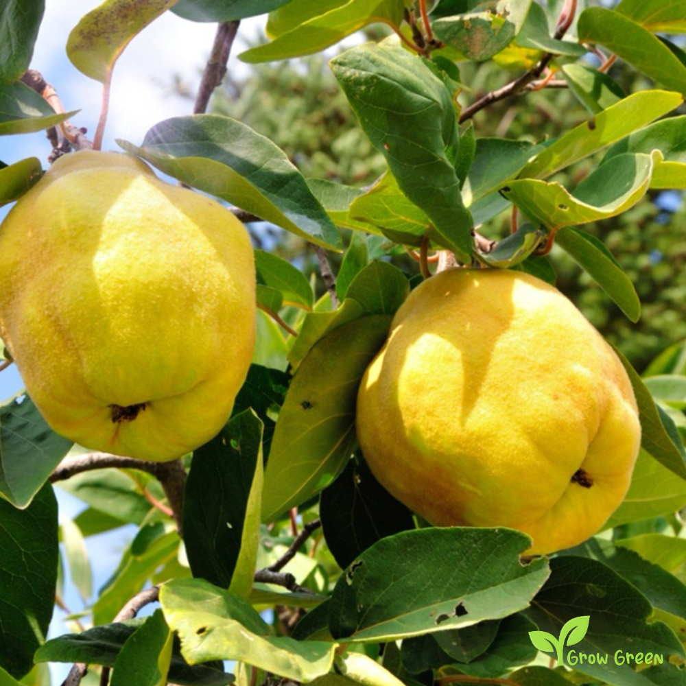 2 seeds of Quince - CYDONIA OBLONGA + Gift 5 seeds of Sunflower