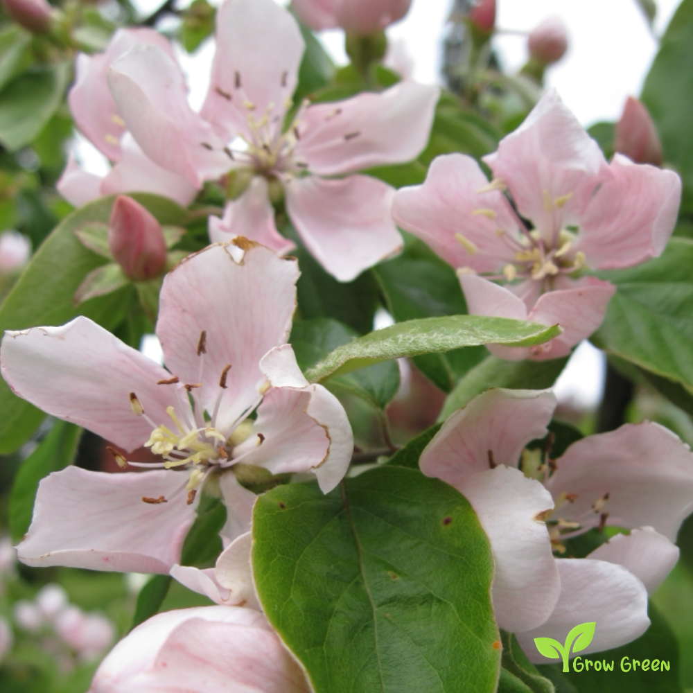2 seeds of Quince - CYDONIA OBLONGA + Gift 5 seeds of Sunflower