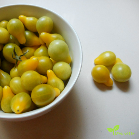 10 seeds of White Cherry Tomato Pear - SOLANUM LYCOPERSICUM + Gift 5 seeds of Sunflower