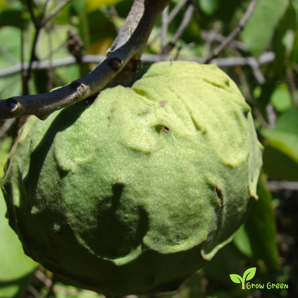 5 seeds of Custard Apple - ANNONA CHERIMOLA - Cherimoya + Gift 5 seeds of Sunflower