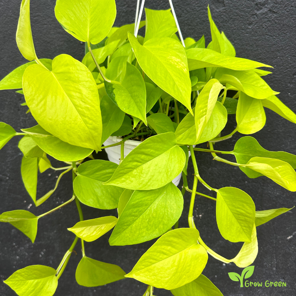 1 ROOTED cutting nodes Pothos Neon Plant - EPIPREMNUM AUREUM + 5 seeds of Sunflower