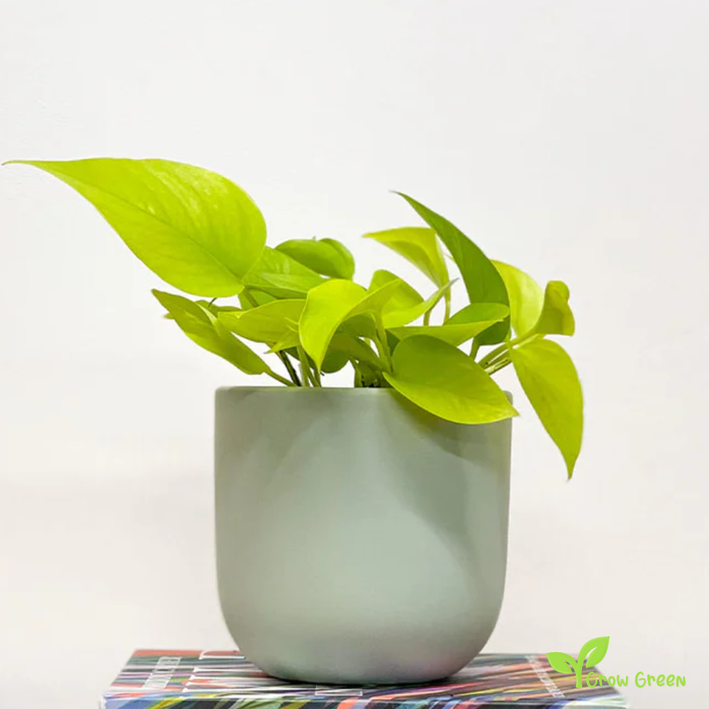 1 ROOTED cutting nodes Pothos Neon Plant - EPIPREMNUM AUREUM + 5 seeds of Sunflower