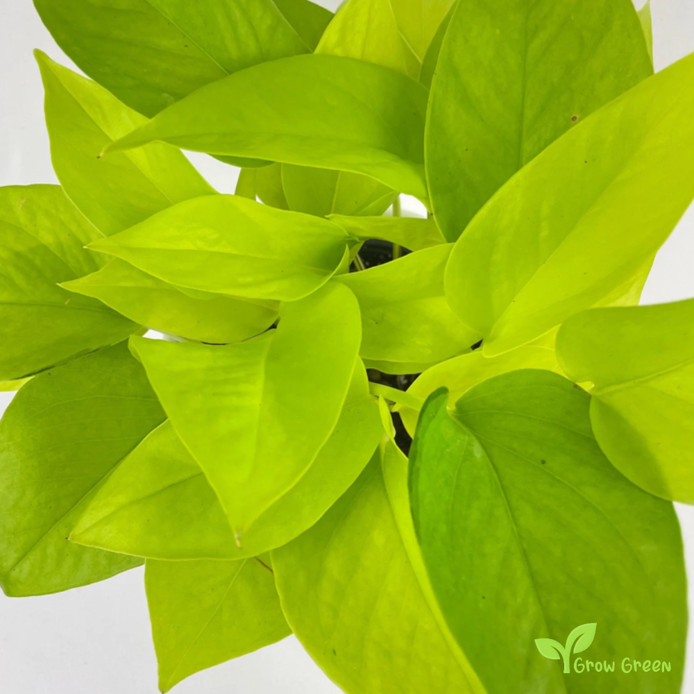 1 ROOTED cutting nodes Pothos Neon Plant - EPIPREMNUM AUREUM + 5 seeds of Sunflower