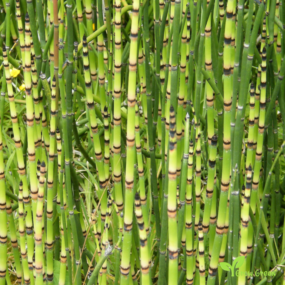 1 ROOTED cutting Rough Horsetail Plant - EQUISETUM HYEMALE + 5 seeds Sunflower