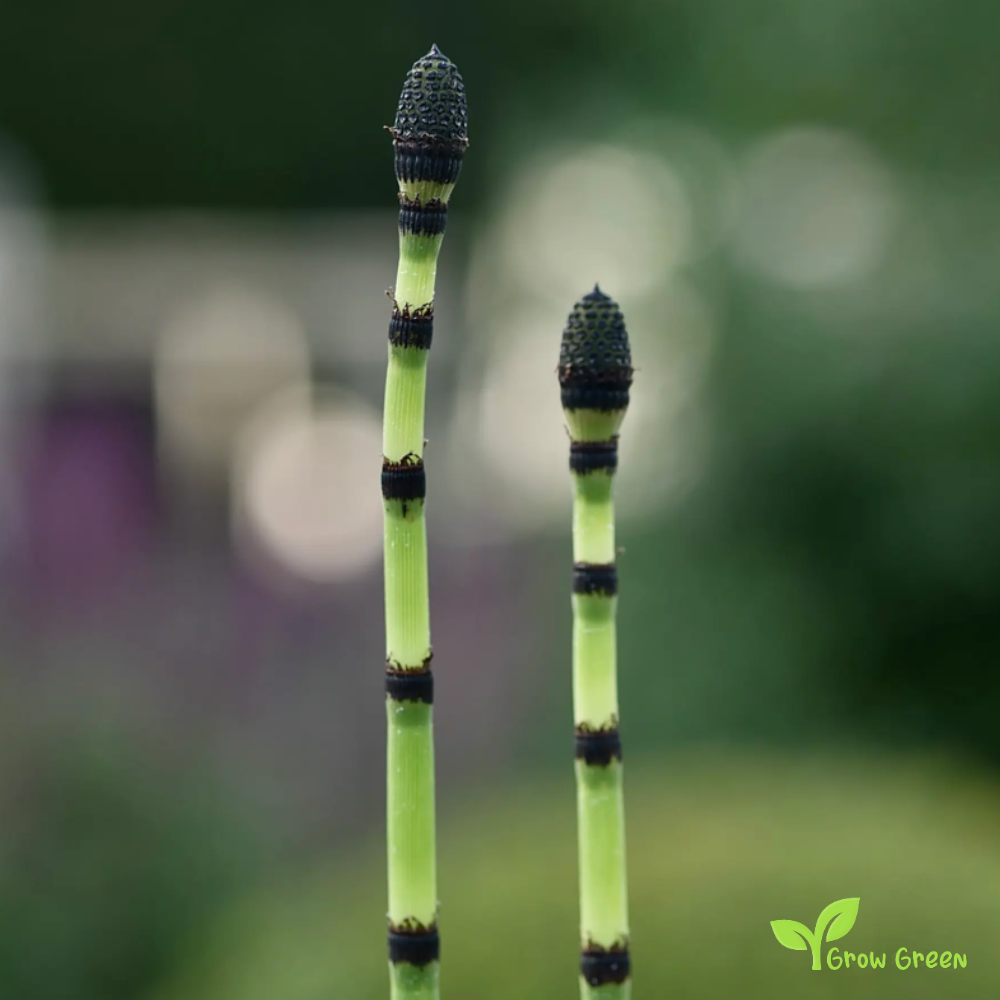 1 ROOTED cutting Rough Horsetail Plant - EQUISETUM HYEMALE + 5 seeds Sunflower
