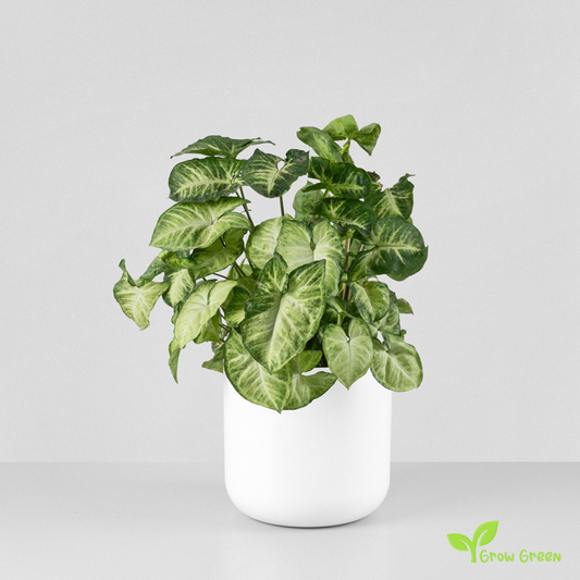 1 ROOTED cutting 2 nodes Syngonium  Podophyllum - Arrowhead  + Gift 5 seeds of Sunflower