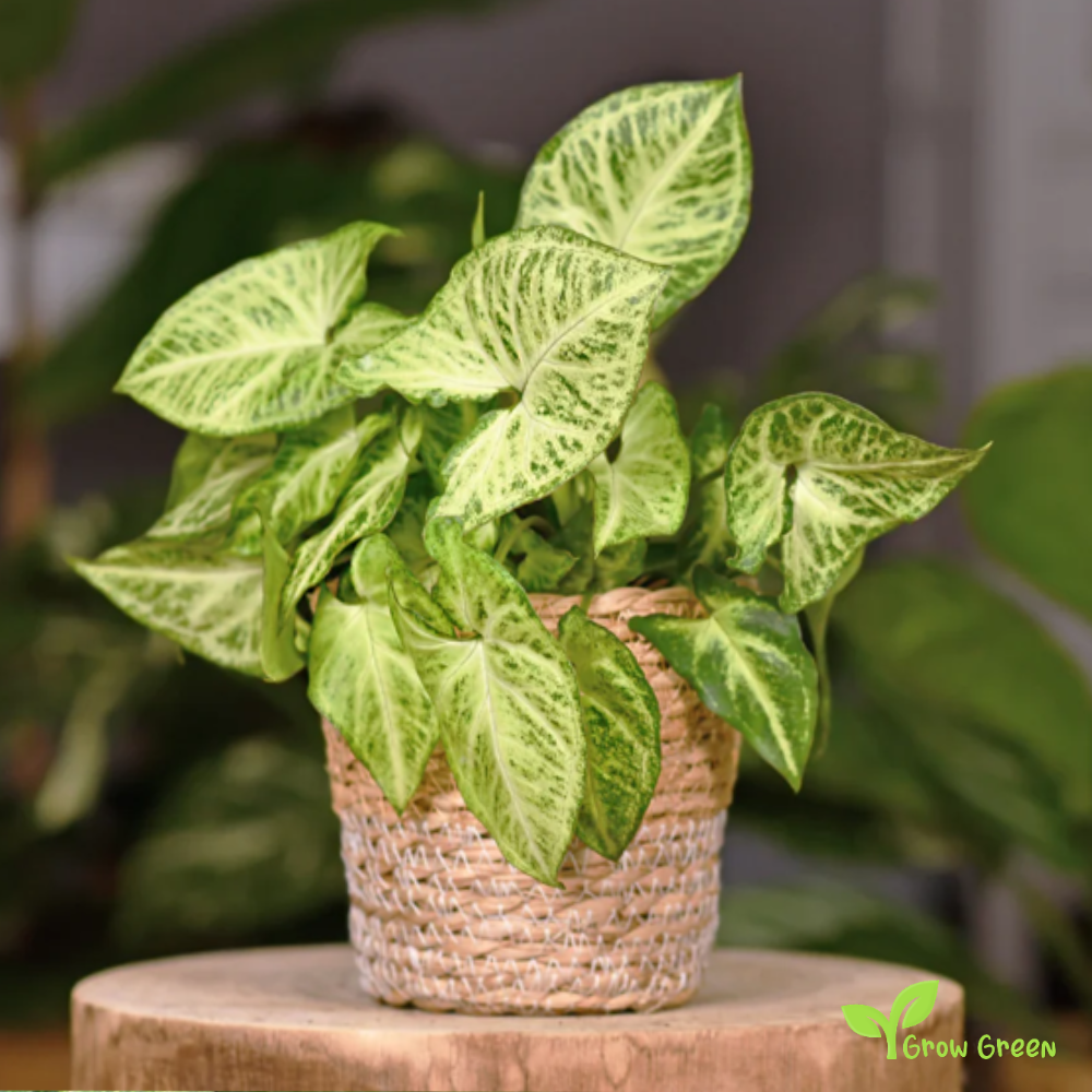 1 ROOTED cutting 2 nodes Syngonium  Podophyllum - Arrowhead  + Gift 5 seeds of Sunflower