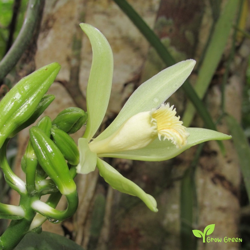 100 seeds Common Vanilla Orchid - VANILLA PLANIFOLIA + Gift 5 seeds Sunflower