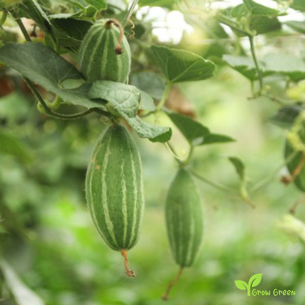 3 seeds of Pointed Gourd - TRICHOSANTHES DIOICA + Gift 5 seeds Sunflower