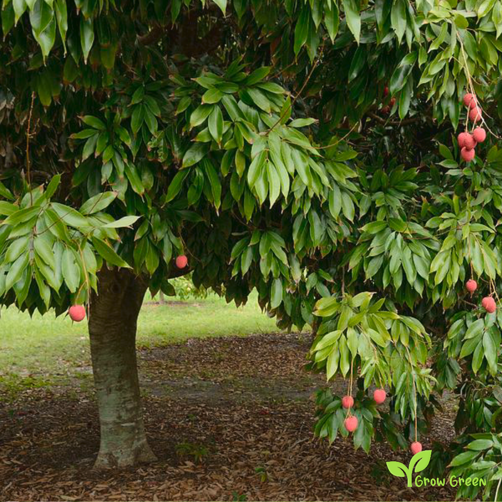 1 seed of Lychee - LITCHI CHINENSIS + Gift 5 seeds Sunflower