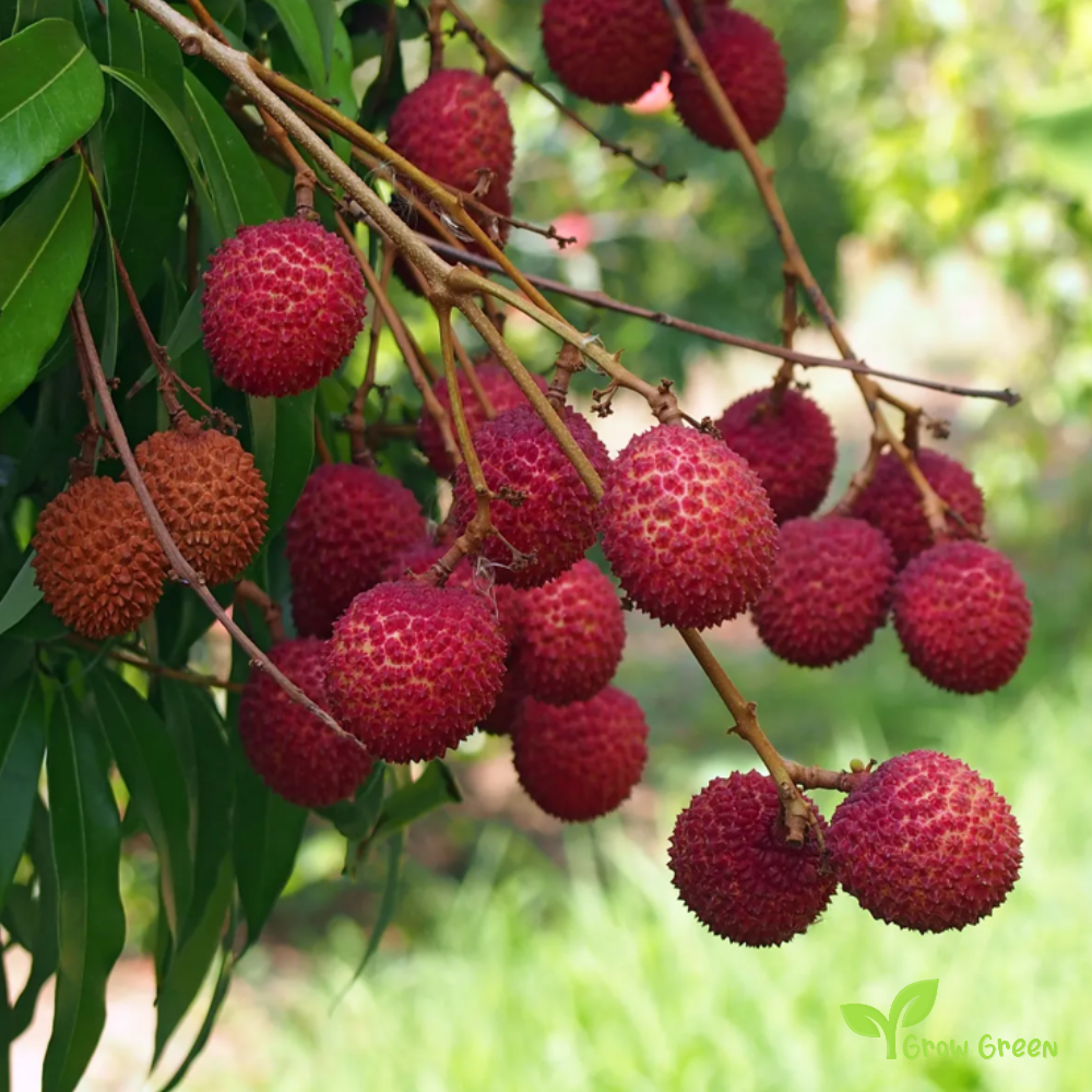 1 seed of Lychee - LITCHI CHINENSIS + Gift 5 seeds Sunflower