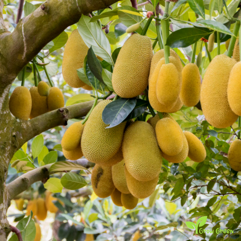 7 seeds Jackfruit - ARTOCARPUS HETEROPHYLLUS - Jack Tree + Gift 5 seeds Sunflower