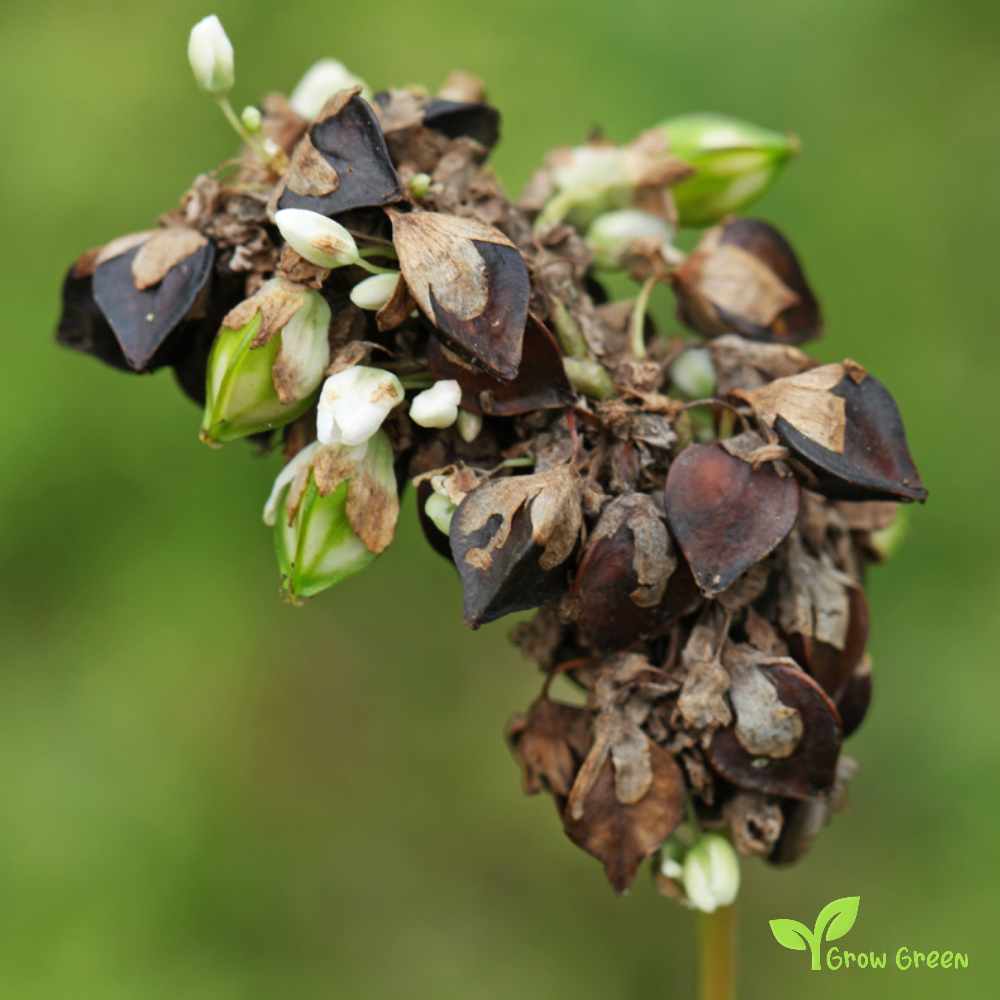 100 seeds Buckwheat - FAGOPYRUM ESCULENTUM + Gift 5 seeds Sunflower