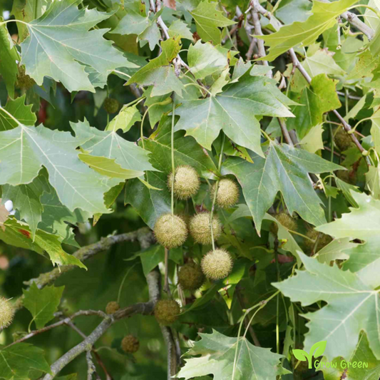 50 seeds Plane Tree - PLATANUS + Gift 5 seeds Sunflower