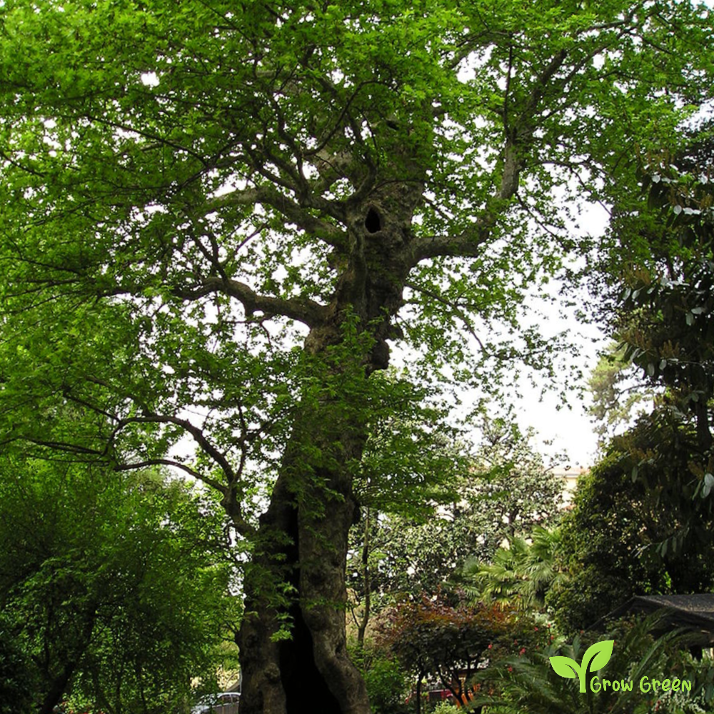 50 seeds Plane Tree - PLATANUS + Gift 5 seeds Sunflower