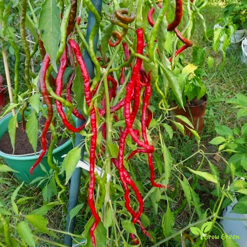 5 seeds Chilli Thunder Mountain Longhorn Pepper - CAPSICUM ANNUUM + Gift 5 seeds Sunflower
