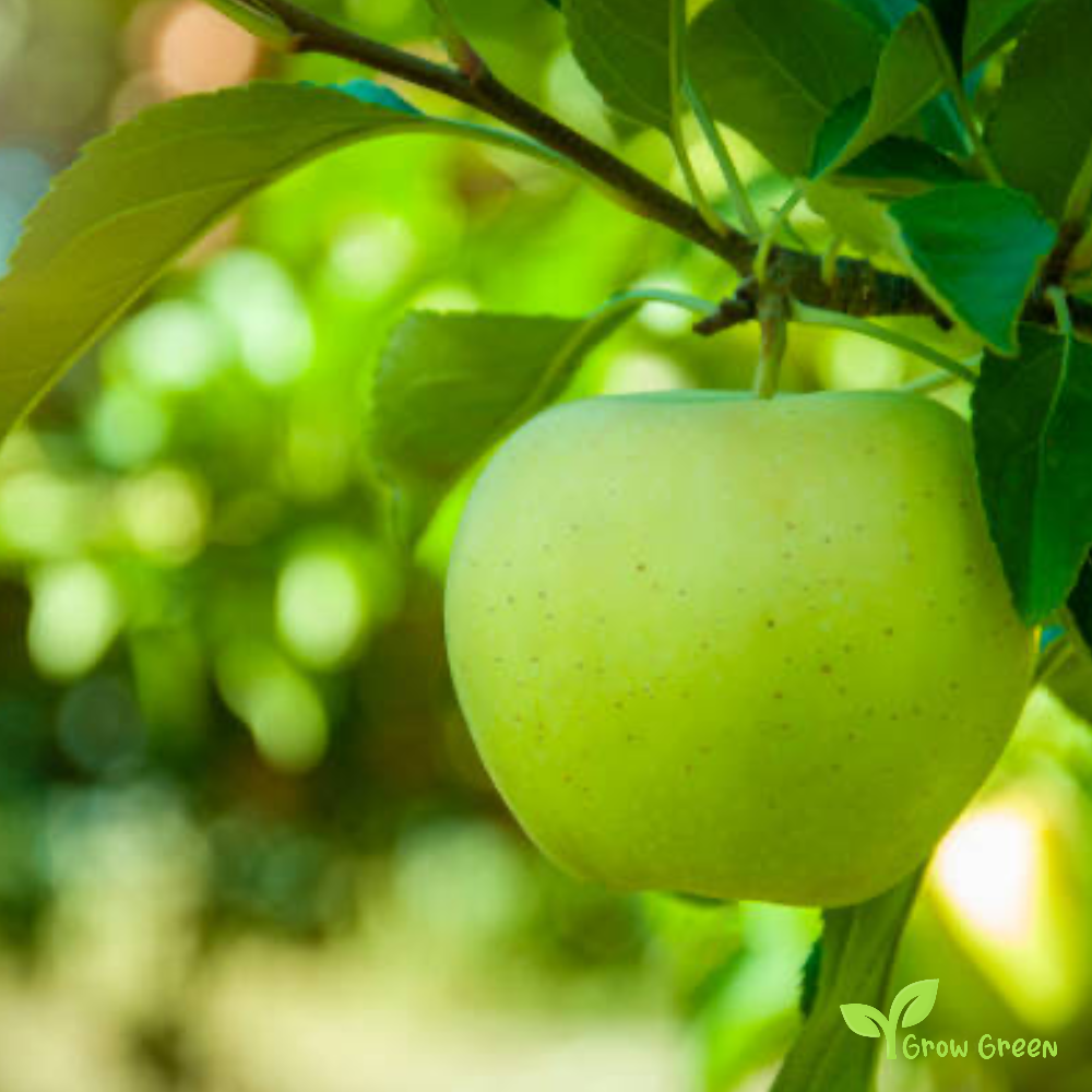5 seeds of Green Apple - MALUS DOMESTICA + Gift 5 seeds Sunflower