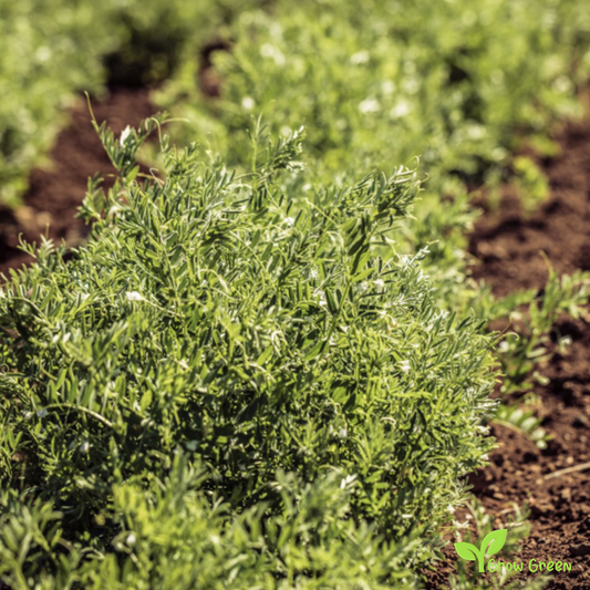 100 seeds of Green Lentil - LENS CULINARIS - ESCULENTA + Gift 5 seeds Sunflower