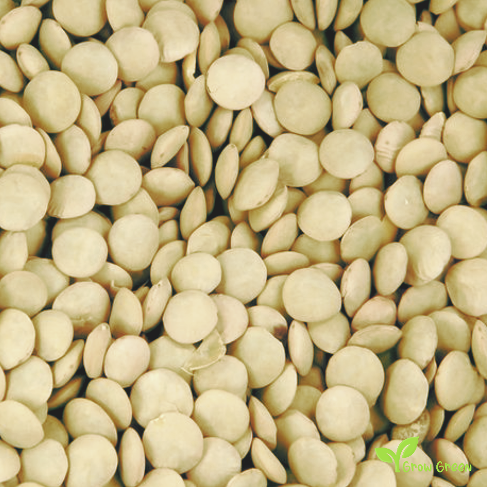 100 seeds of Green Lentil - LENS CULINARIS - ESCULENTA + Gift 5 seeds Sunflower