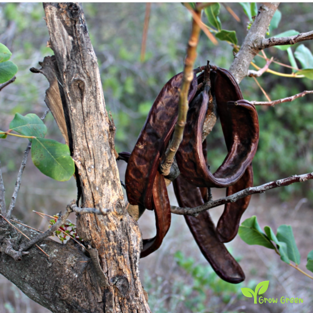 5 seeds of Carob - CERATONIA SILIQUA + Gift 5 seeds Sunflower