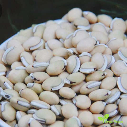 50 seeds of Lablab Purpureus - HYACINTH BEAN - Dolichos + Gift 5 seeds Sunflower