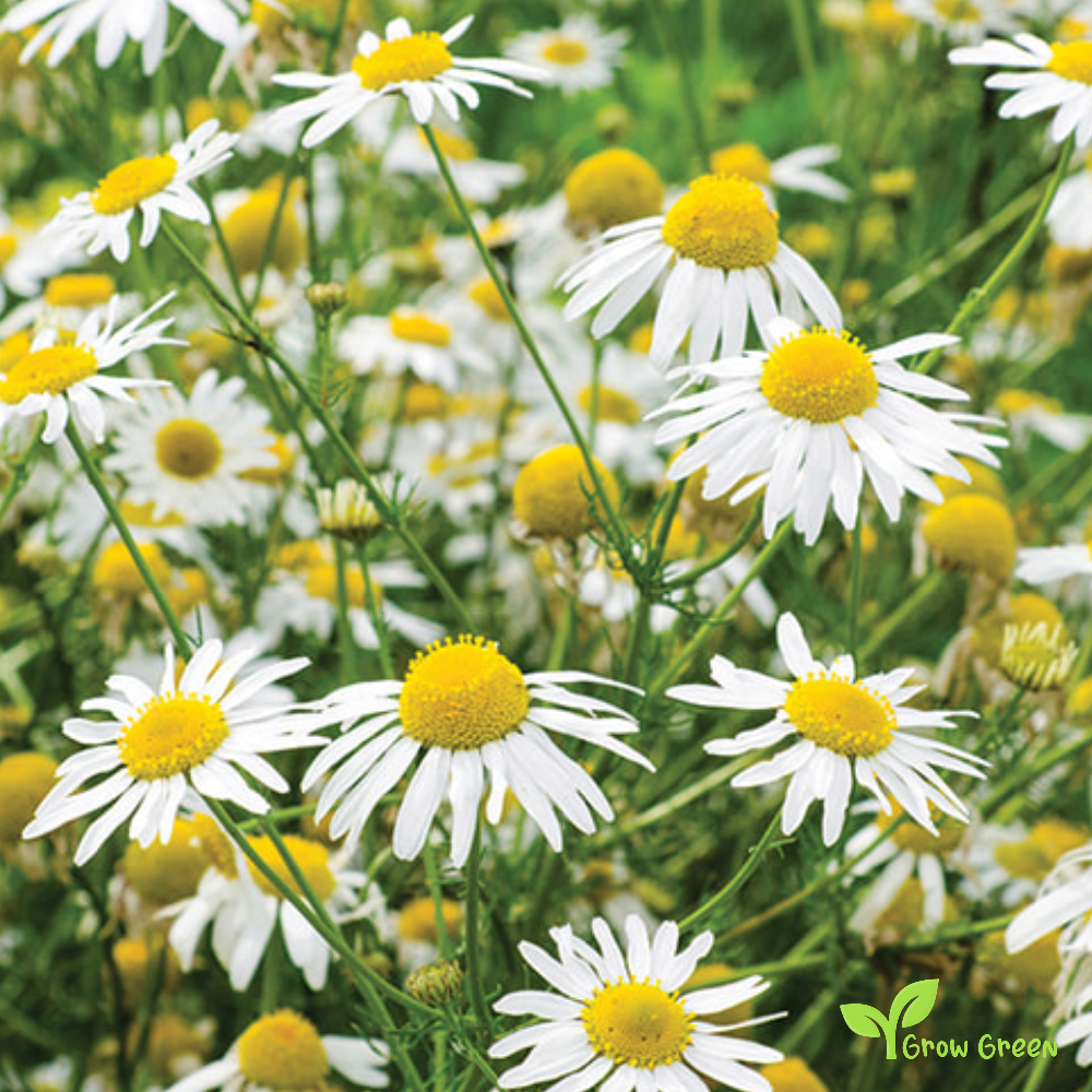 100 seeds of Chamomile - MATRICARIA CHAMOMILLA - Camomile  + Gift 5 seeds Sunflower