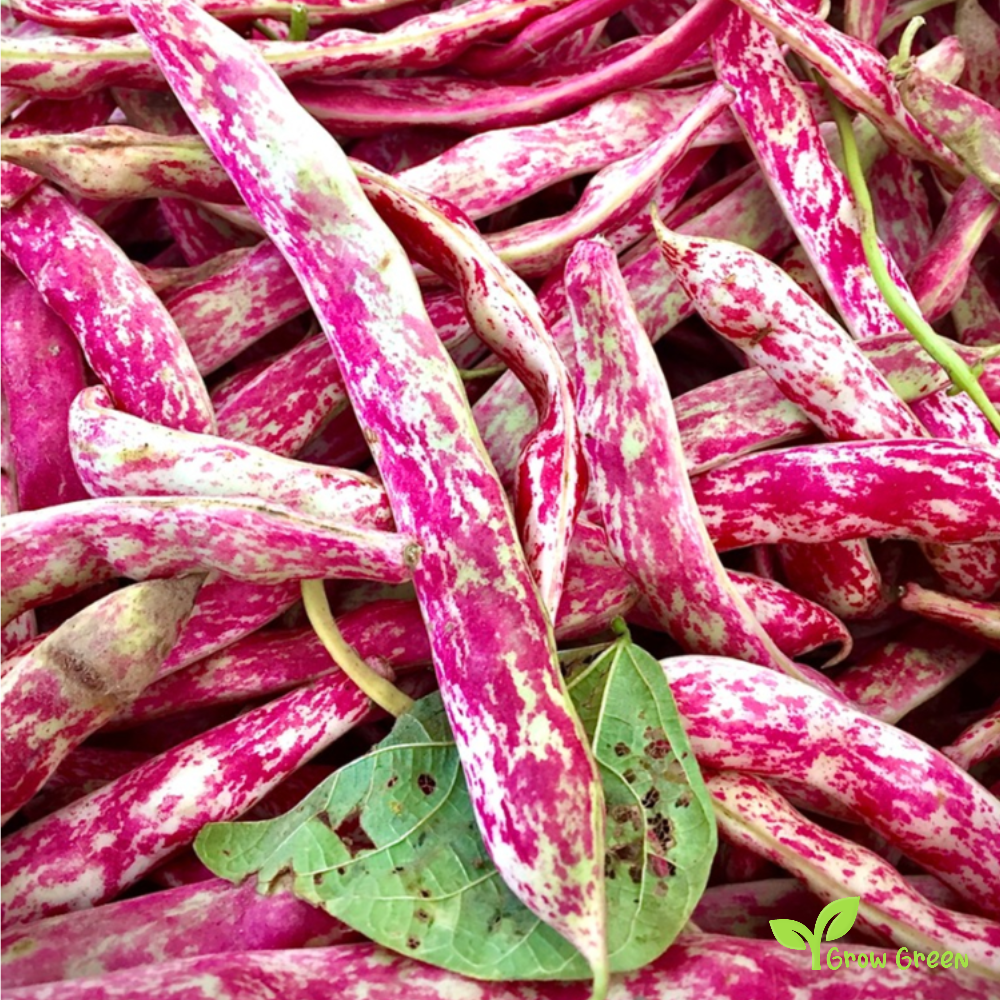 Cranberry Bean 50 SEEDS - PHASEOLUS VULGARIS - Borlotti + 5 seeds of Sunflower