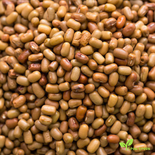 100 seeds of Moth Bean - VIGNA ACONITIFOLIA - Matki + Gift 5 seeds Sunflower