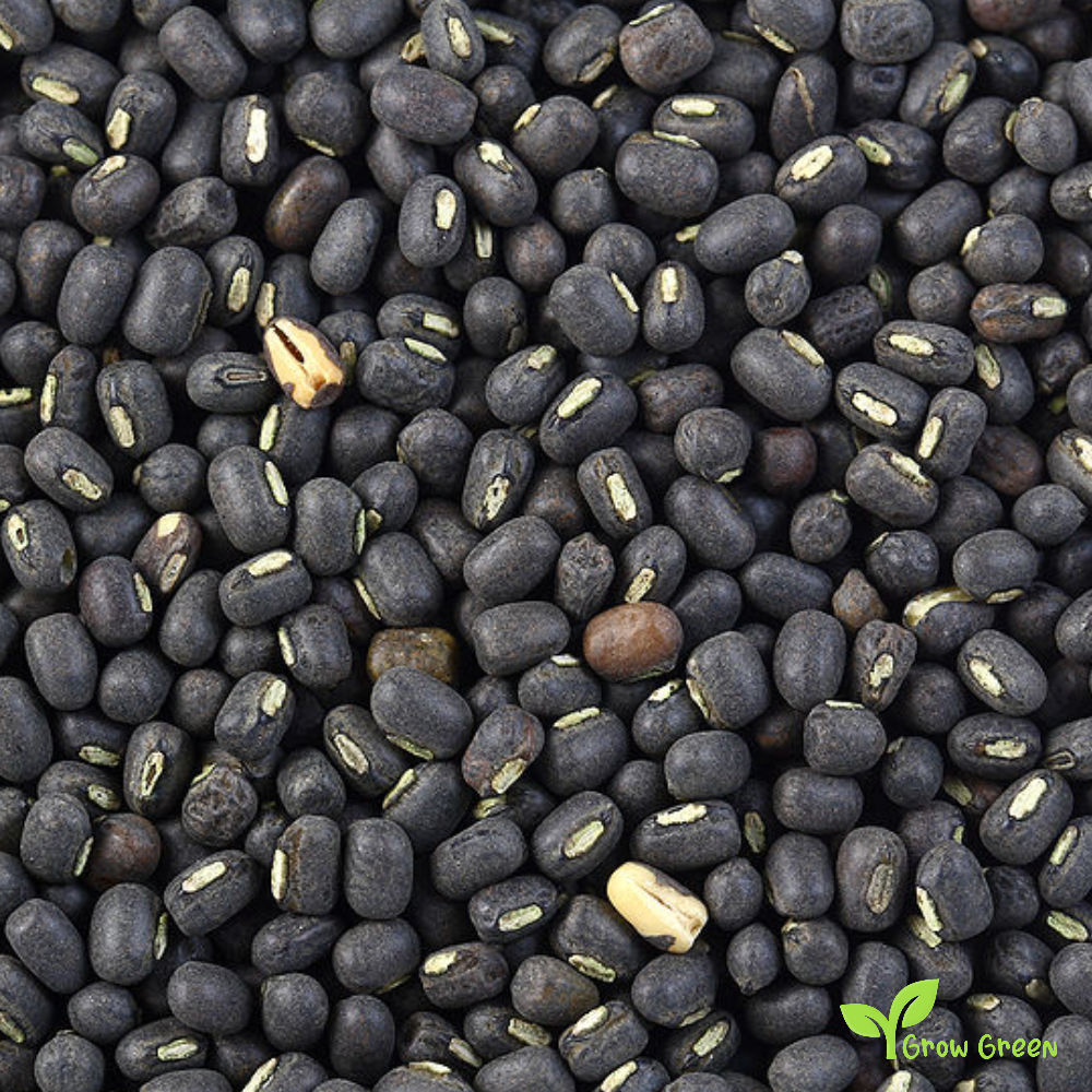 100 seeds of Urad Bean - VIGNA MUNGO - Black Gram + Gift 5 seeds Sunflower