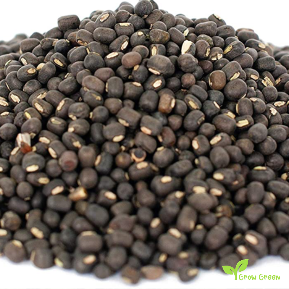 100 seeds of Urad Bean - VIGNA MUNGO - Black Gram + Gift 5 seeds Sunflower