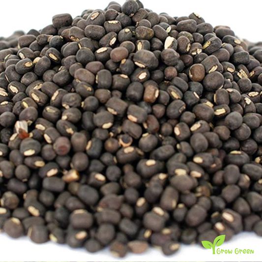 100 seeds of Urad Bean - VIGNA MUNGO - Black Gram + Gift 5 seeds Sunflower