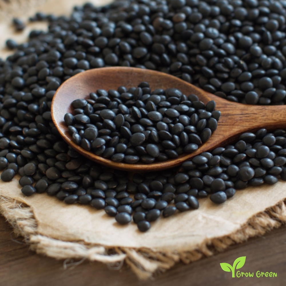 100 seeds of Black Beluga Lentil - LENS CULINARIS - ESCULENTA + Gift 5 seeds Sunflower
