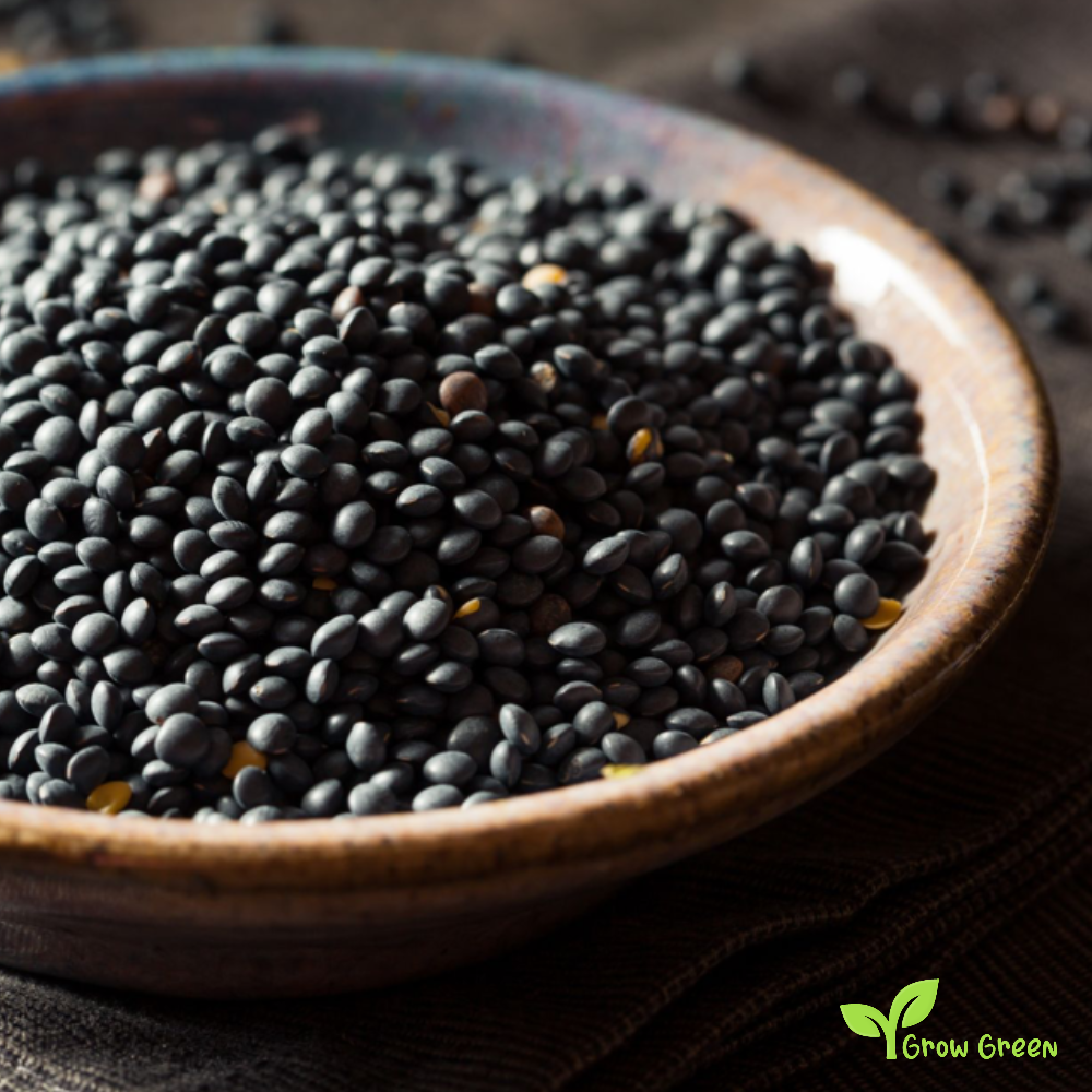 100 seeds of Black Beluga Lentil - LENS CULINARIS - ESCULENTA + Gift 5 seeds Sunflower