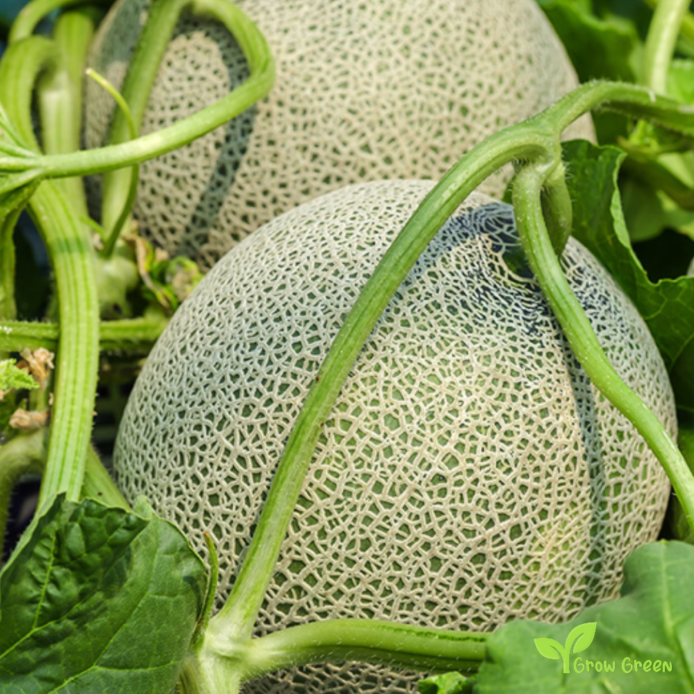 30 seeds of Galia Melon - CUCUMIS MELO var. RETICULATUS + Gift 5 seeds Sunflower