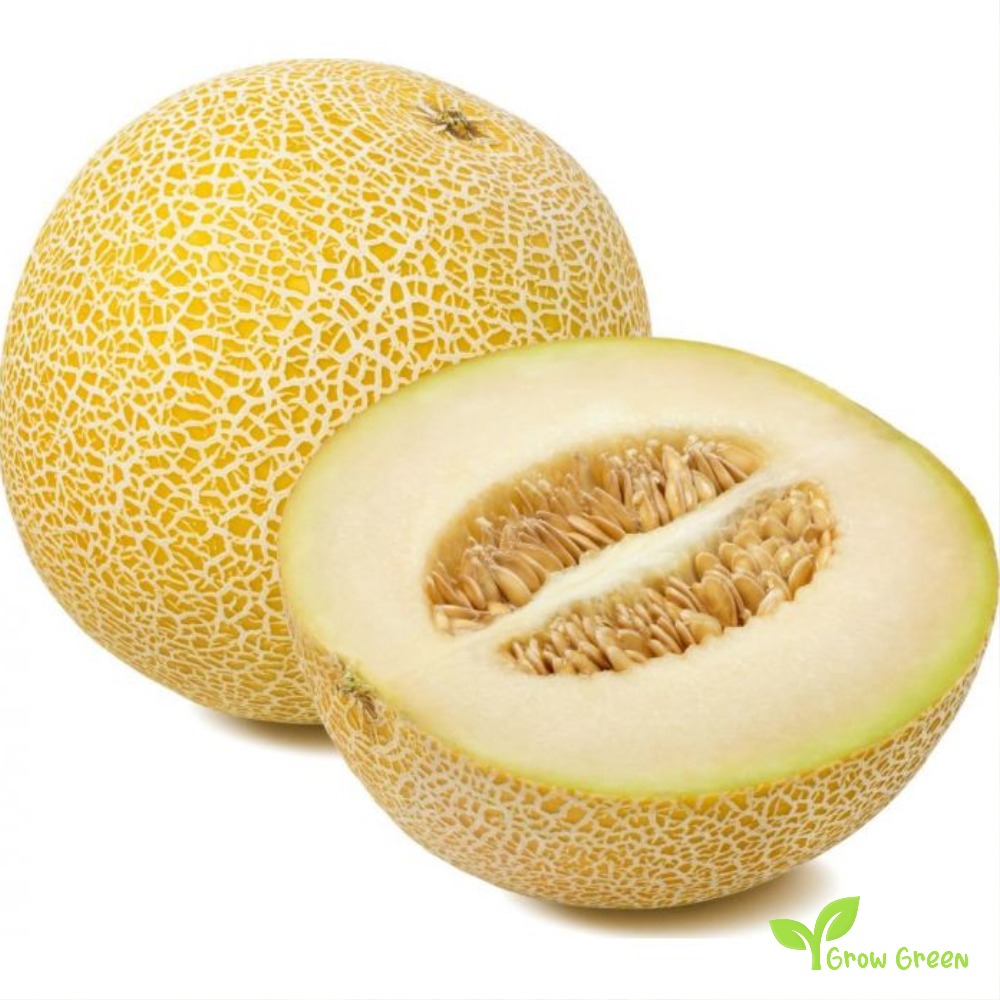 30 seeds of Galia Melon - CUCUMIS MELO var. RETICULATUS + Gift 5 seeds Sunflower