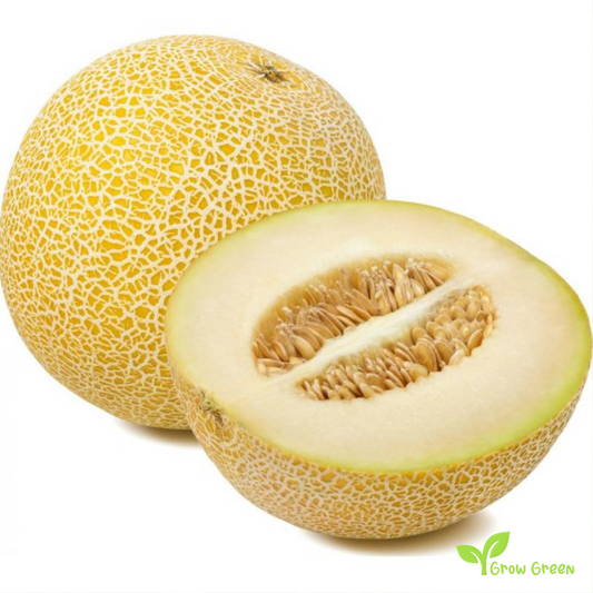 30 seeds of Galia Melon - CUCUMIS MELO var. RETICULATUS + Gift 5 seeds Sunflower