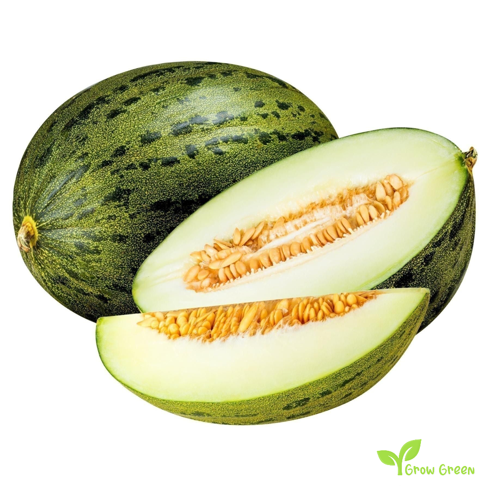 30 seeds of Santa Claus Melon - CUCUMIS MELO + Gift 5 seeds Sunflower