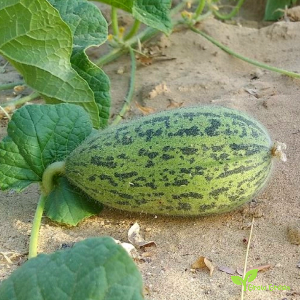 30 seeds of Santa Claus Melon - CUCUMIS MELO + Gift 5 seeds Sunflower