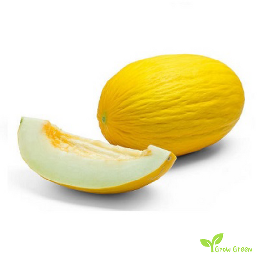30 seeds of Canary Melon - CUCUMIS MELO + Gift 5 seeds Sunflower