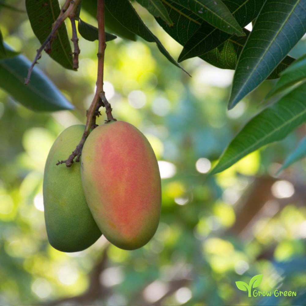 1 seed of Mango - MANGIFERA INDICA + Gift 5 seeds Sunflower