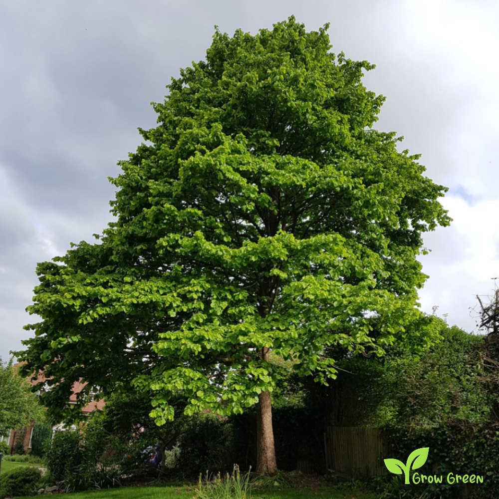 5 seeds of Hazelnut - CORYLUS - Cobnut + Gift 5 seeds Sunflower