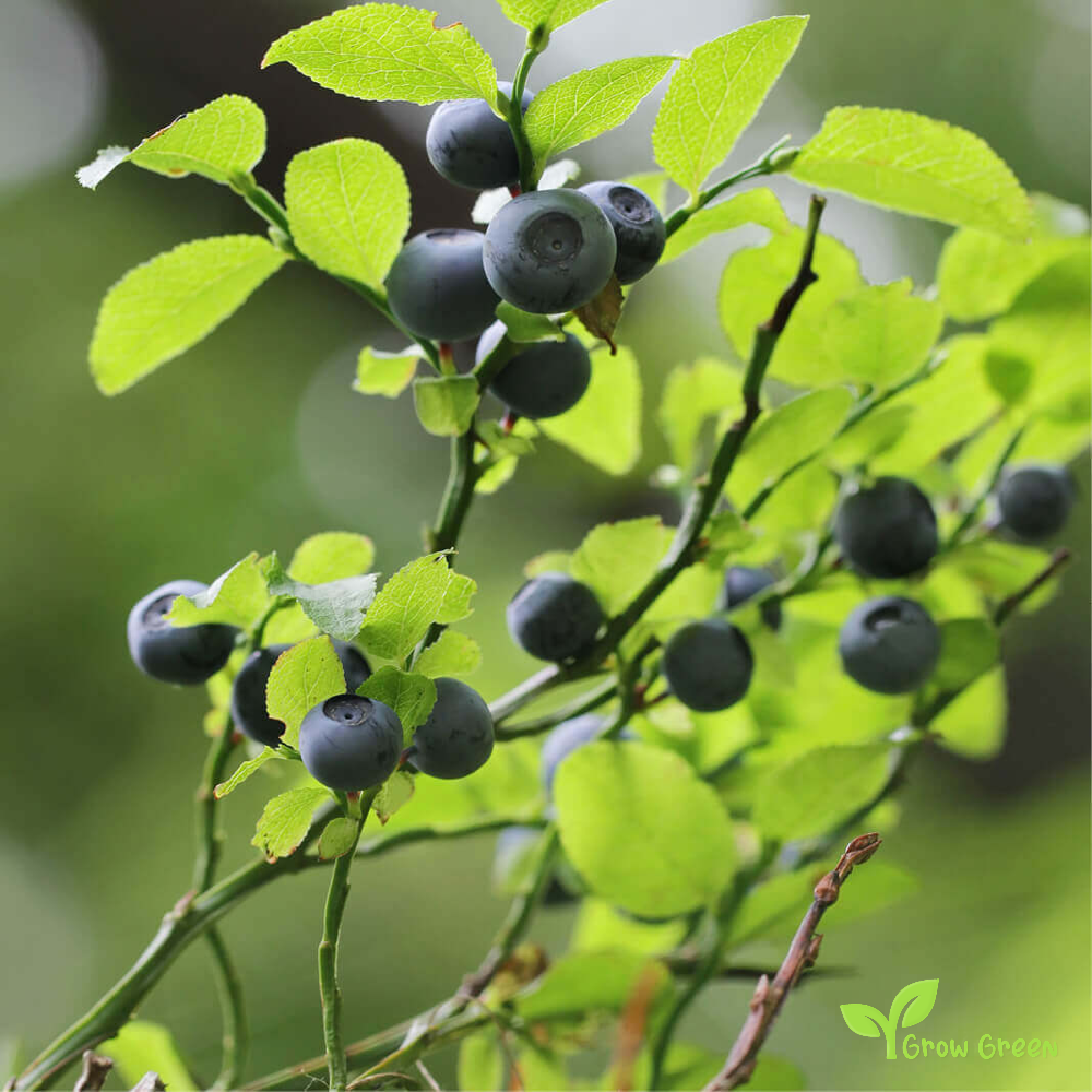 10 seeds of Blueberry - VACCINIUM MYRTILLUS + Gift 5 seeds Sunflower
