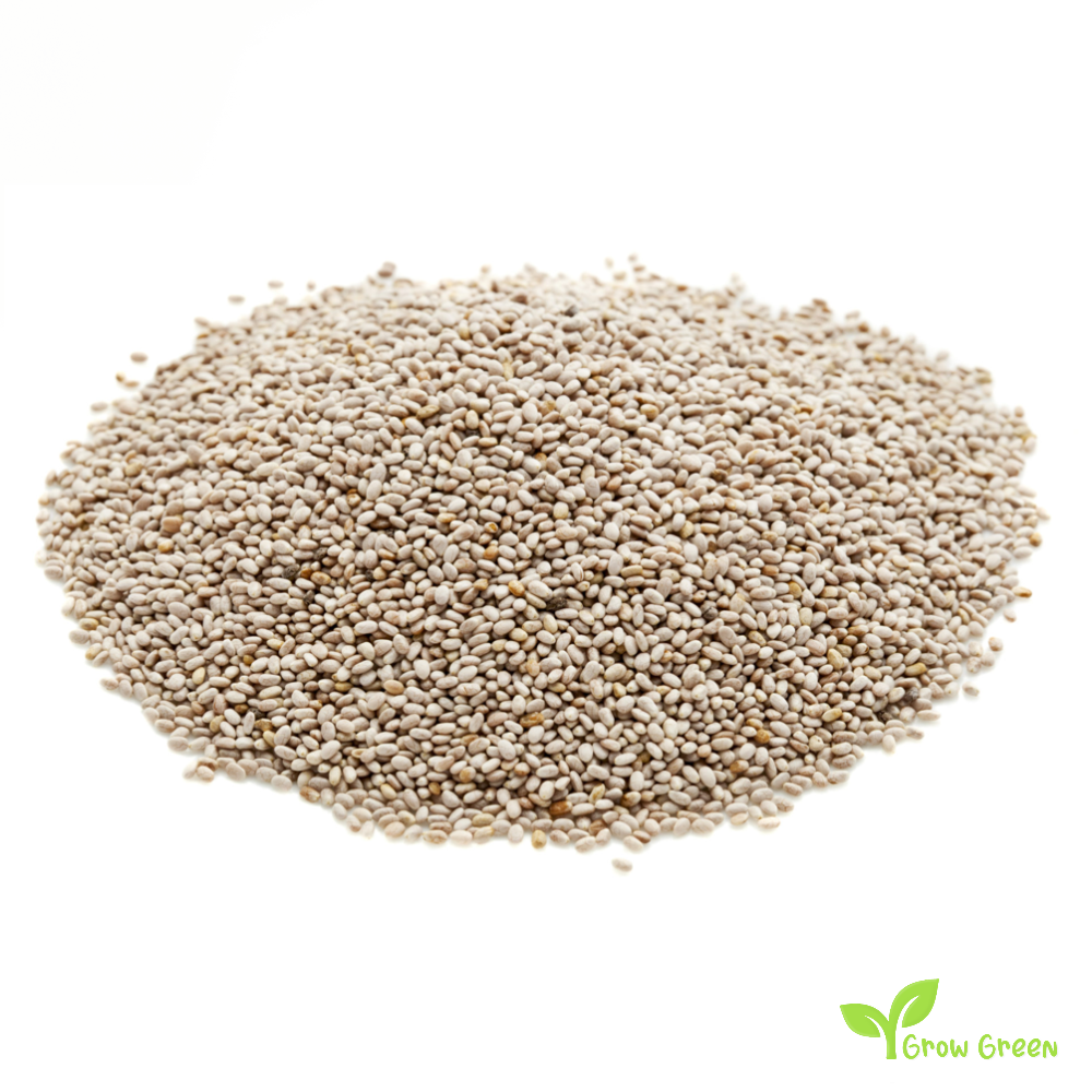 100 seeds of White Chia - SALVIA HISPANICA + Gift 5 seeds Sunflower