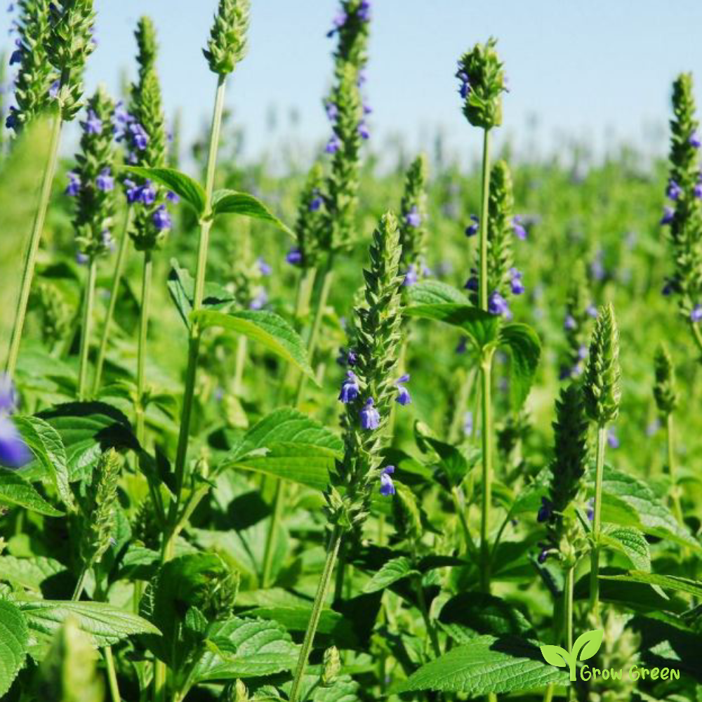 100 seeds of White Chia - SALVIA HISPANICA + Gift 5 seeds Sunflower