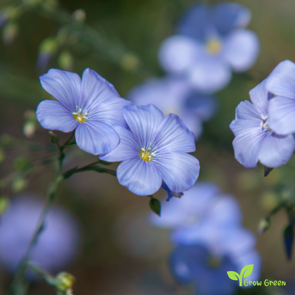 100 seeds of Brown Flax - LINUM USITATISSIMUM - Linen + Gift 5 seeds Sunflower