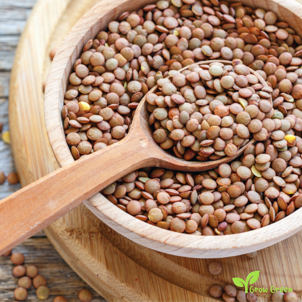 100 seeds of Brown Lentil - LENS CULINARIS - ESCULENTA + Gift 5 seeds Sunflower