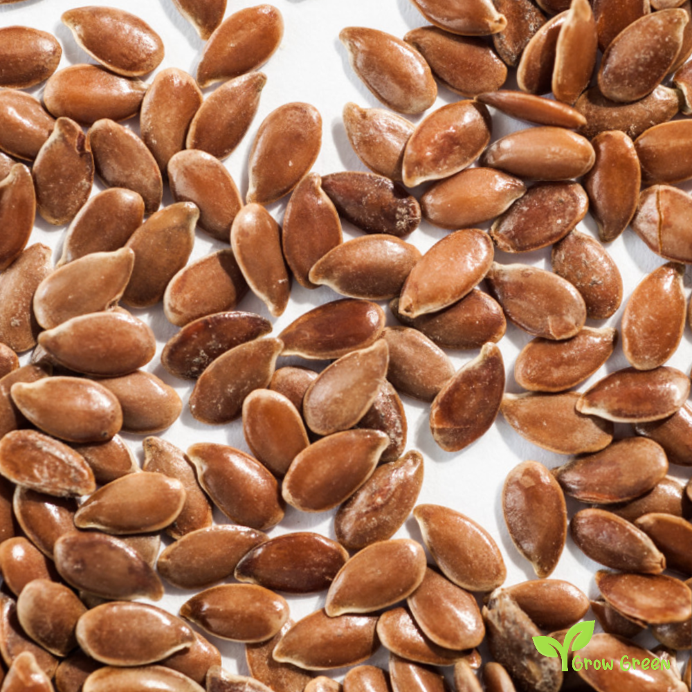 100 seeds of Brown Flax - LINUM USITATISSIMUM - Linen + Gift 5 seeds Sunflower