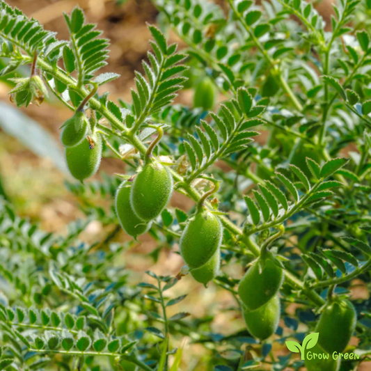 50 seeds of Brown Chickpea - CICER ARIETINUM + Gift 5 seeds Sunflower